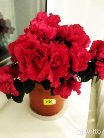 Азалия красная