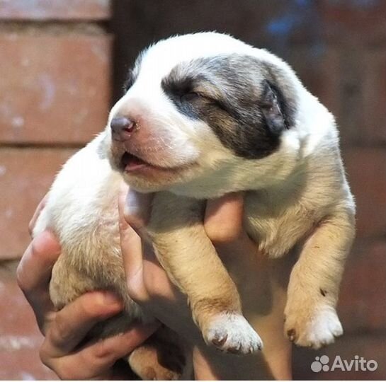 Щенки туркменского алабая