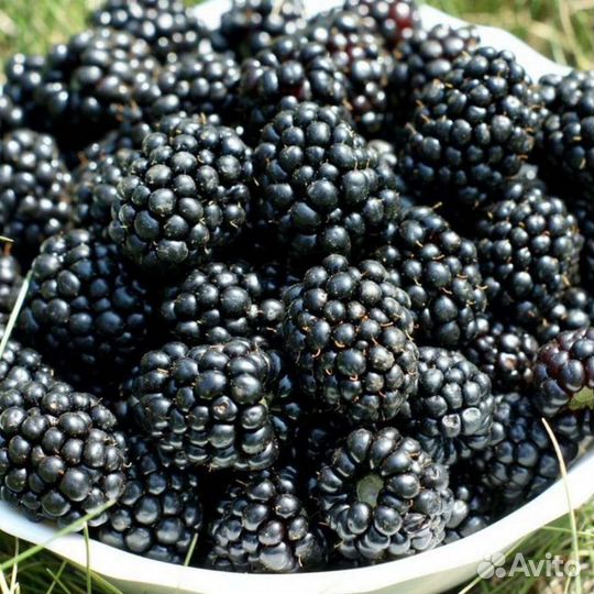 Ежевика Агавам саженцы