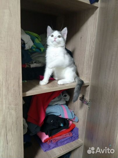 Отдам в добрые руки маленькую кошечку