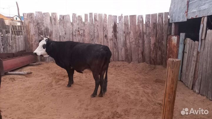 Корова с бычком костратый 100тысяч