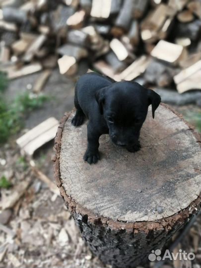 Маленькие щенки