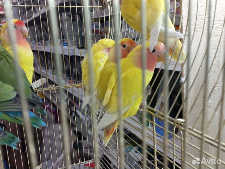 Попугай неразлучники