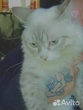 Котик