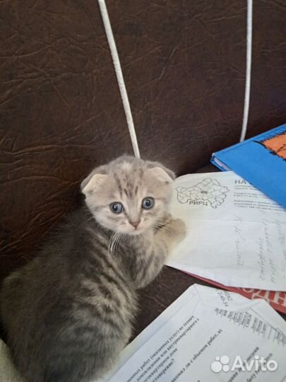 Котята от шотландской вислоухой кошки
