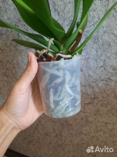 Орхидея фаленопсис