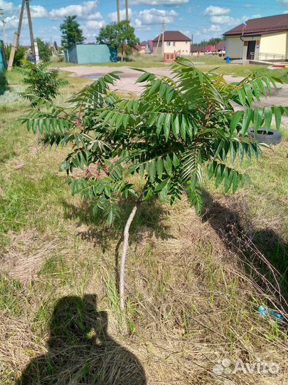 Саженцы сумах оленерогий или уксусного дерева
