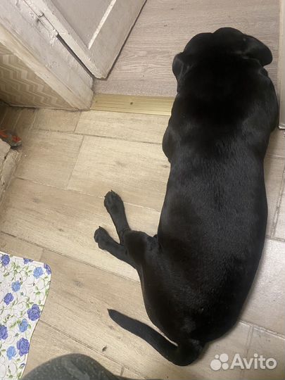 Стаффордширский бультерьер вязка