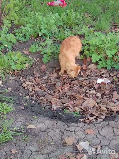 Котик с изюминкой)