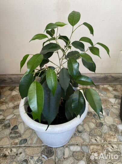 Фикус Бенджамина