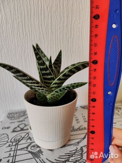 Алоэ пестрое