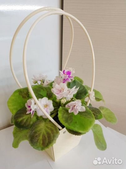 Комнатные цветы