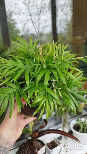 Хамедорея пальма