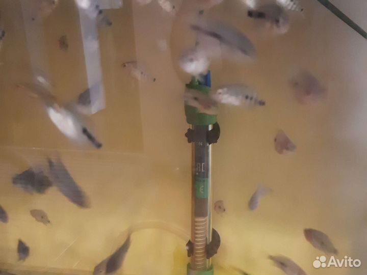 Американские цихлозомы