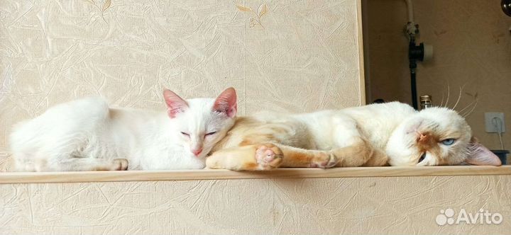 Позитивные котята