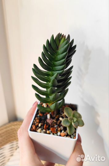 Алоэ, крассулы