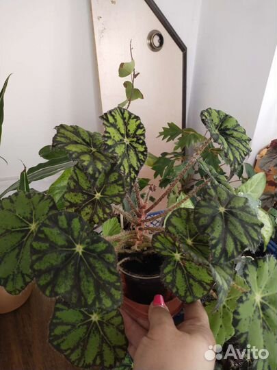 Комнатные цветы