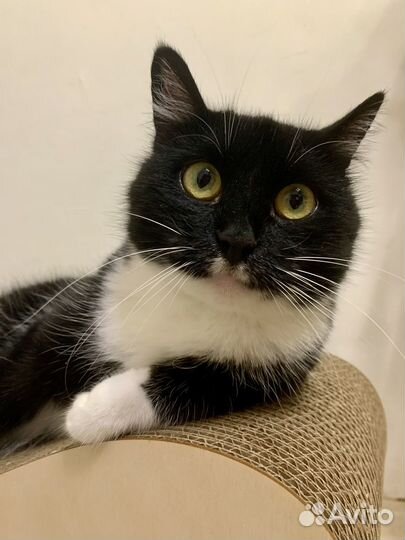 Кошечка Лима