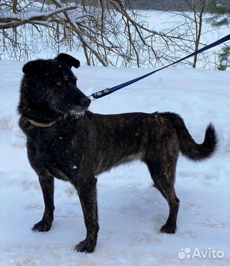 Ласкуша Сабрина в дар