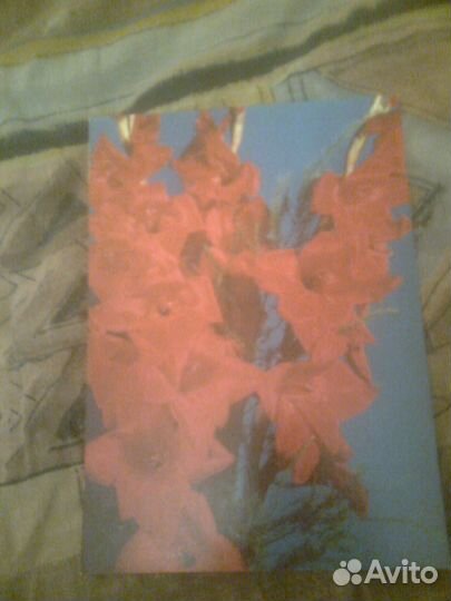 Цветы, 8 марта СССР. (1979 -1990 г.)