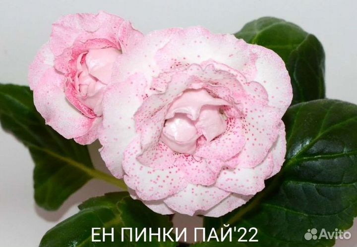 Глоксиния махровая детки