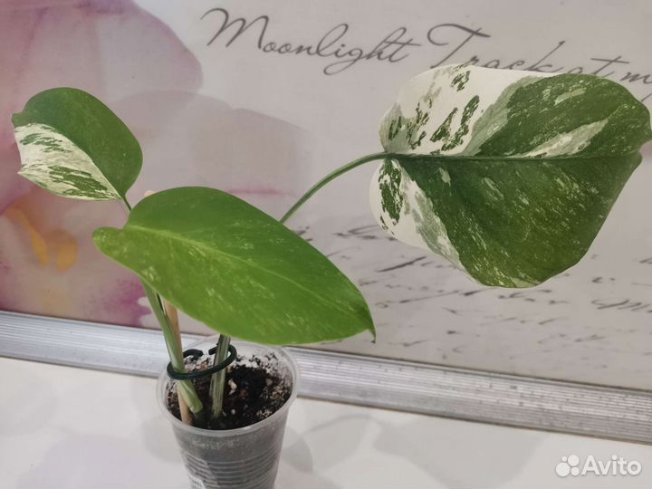 Антуриум кларинервиум