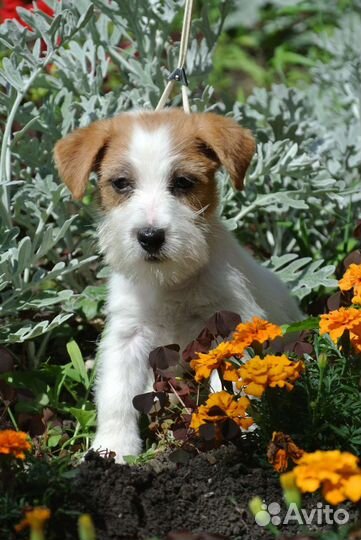 Собаки щенки