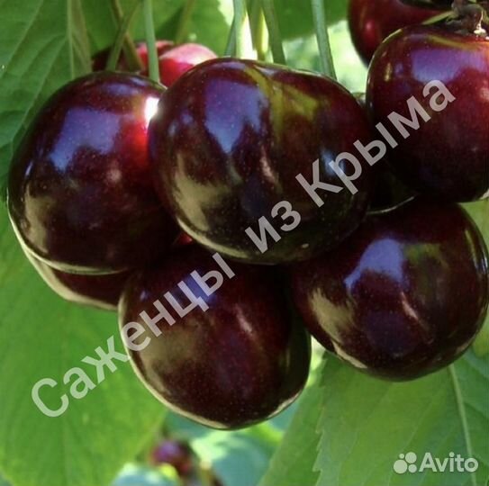 Саженцы черешни