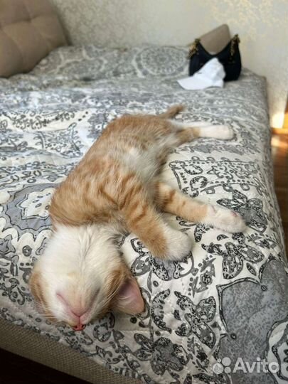 Рыжий котенок