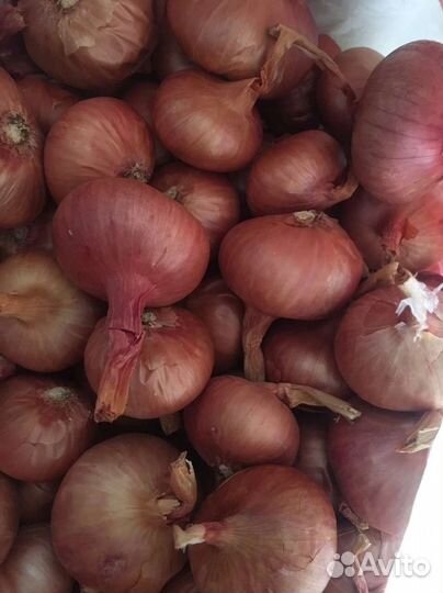 Лук для посадки