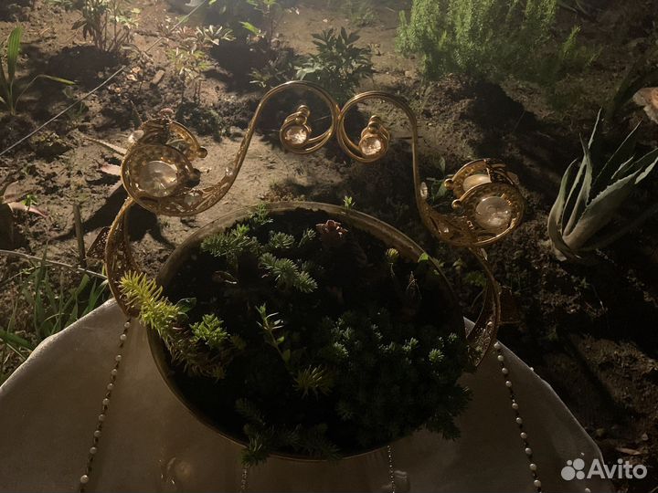 Композиция из суккулентов