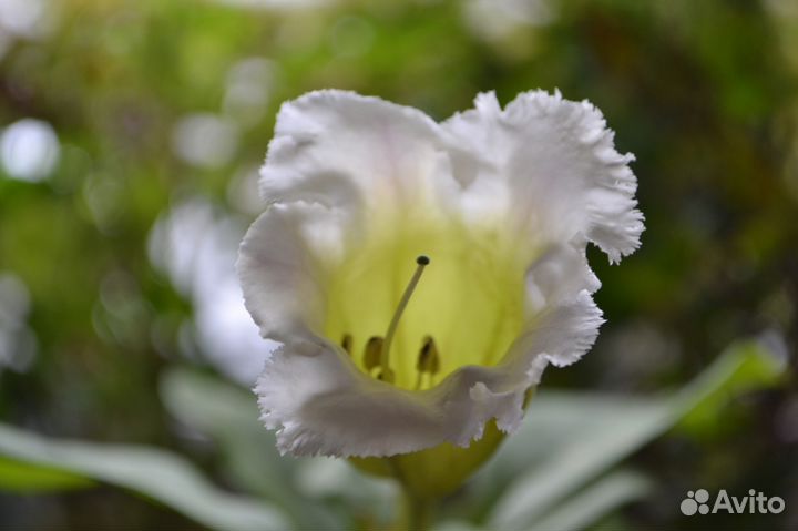 Соландра Длинноцветковая