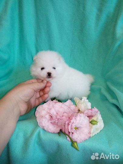 Белоснежные и кремовые