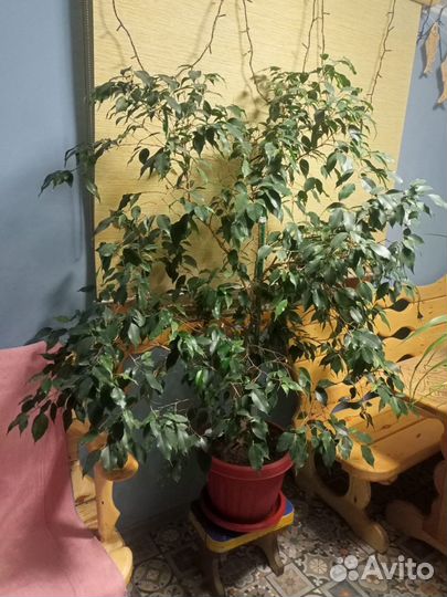 Фикус Бенджамина