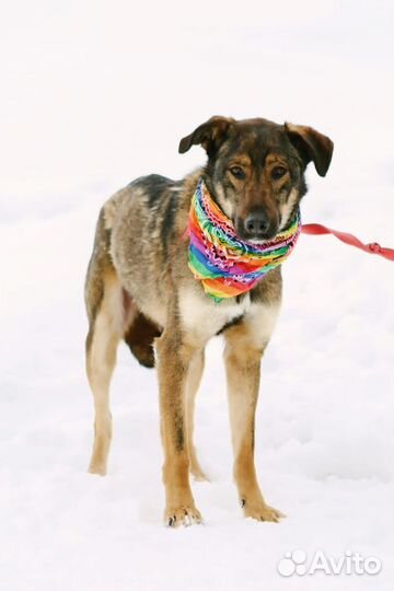 Собака Люк из приюта Некрасовка