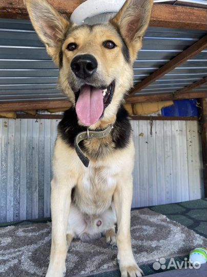 Восточноевропейская овчарка метис