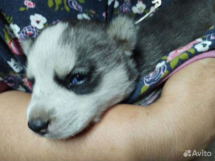 Щенки хаски