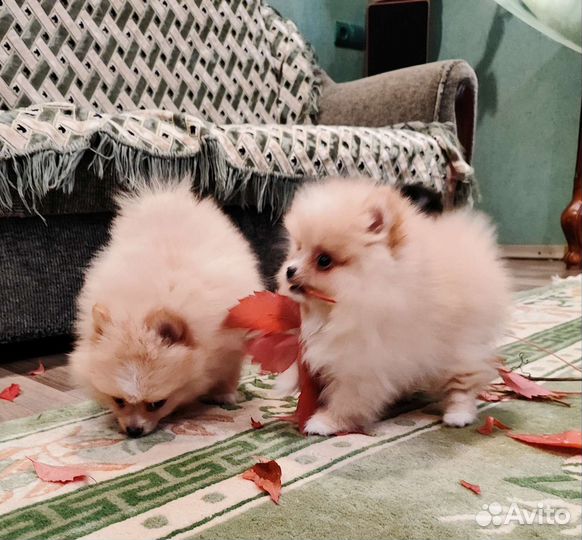 Щенки шпица 2 месяца