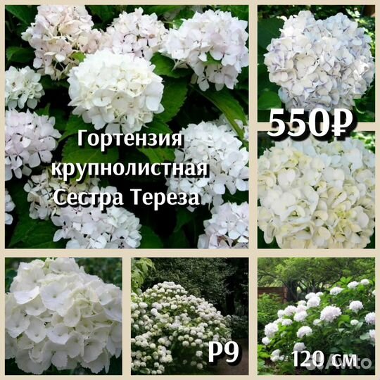 Гортензия крупнолистная и черешковая