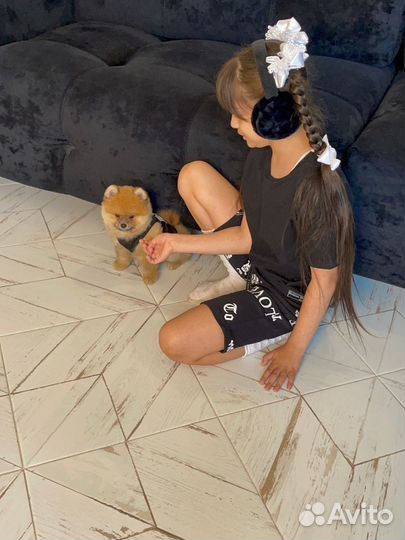 Померанский шпиц медвежьего типа