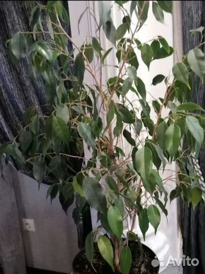 Фикус бенджамина