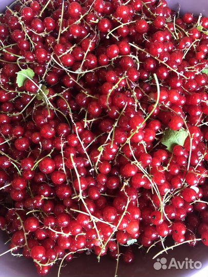 Красная смородина