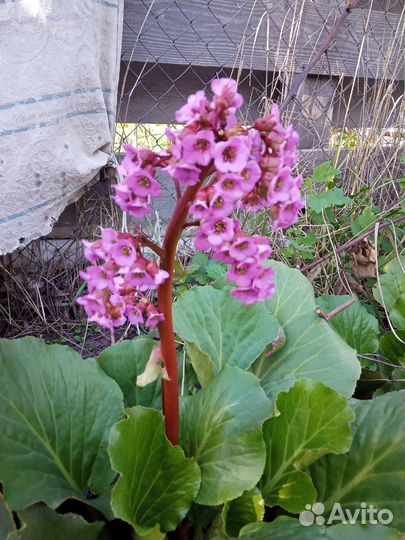 Садовые растения