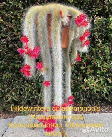 Кактусы семена