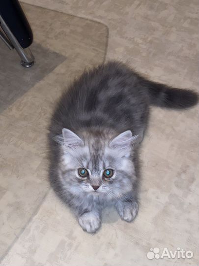 Британские котята мраморного окраса