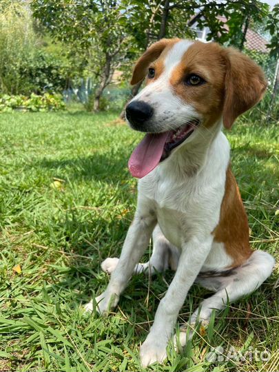 Собаки бесплатно в добрые руки щенки