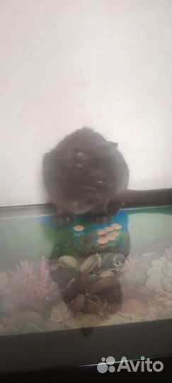 Кошка вислоухая