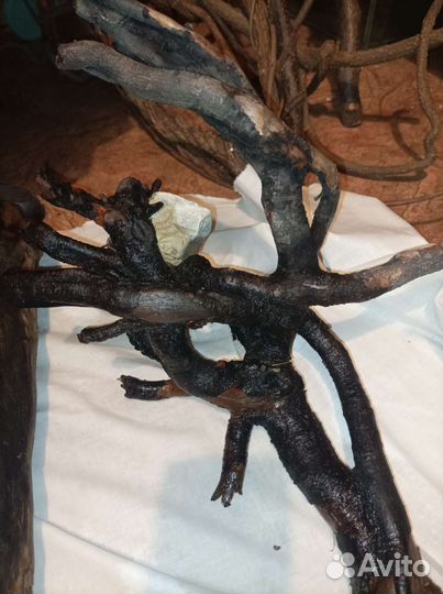 Коряги для террариума, аквариума, флорариума