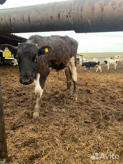 Бычки телята телки