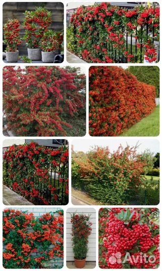 Кустарники и хвойные